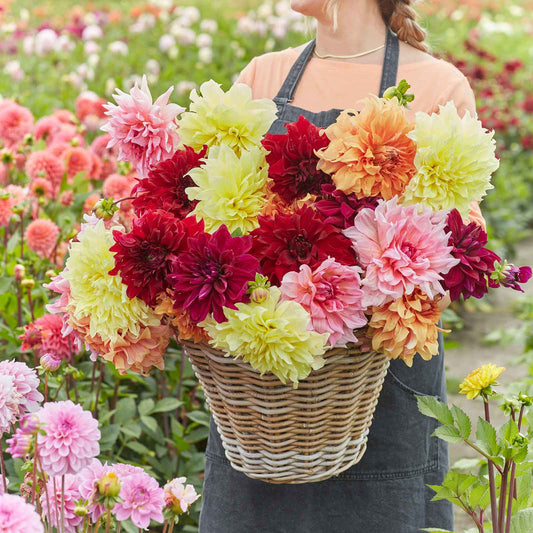 Dahlia Bulbs / Tubers Shop 88 Varieties Eden Brothers Page 5