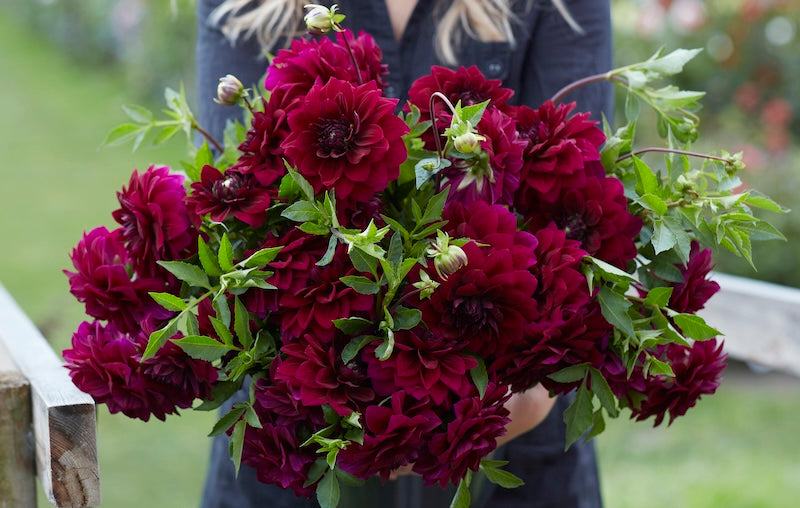 red dahlia blooms 