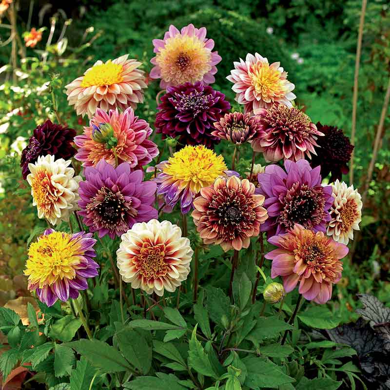 dahlia anemone mix