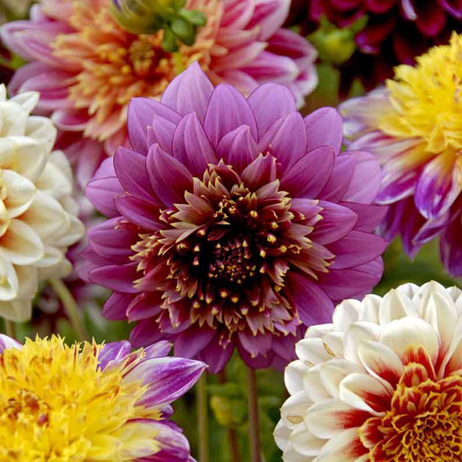 dahlia anemone mix