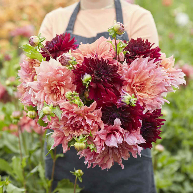 dahlia antique mix