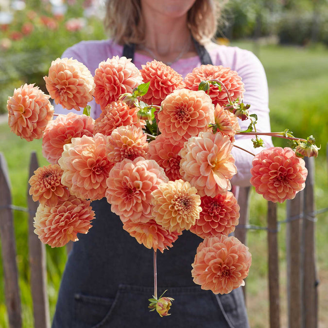 dahlia apricona