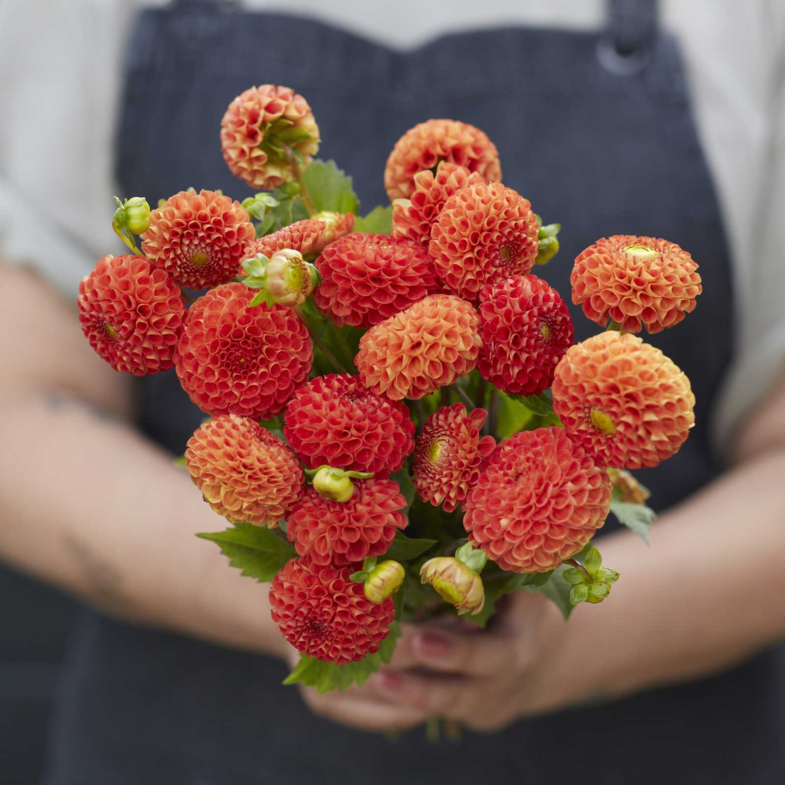 Dahlia Bulbs (Pompon) - Bantling | Dahlia Tubers | Eden Brothers