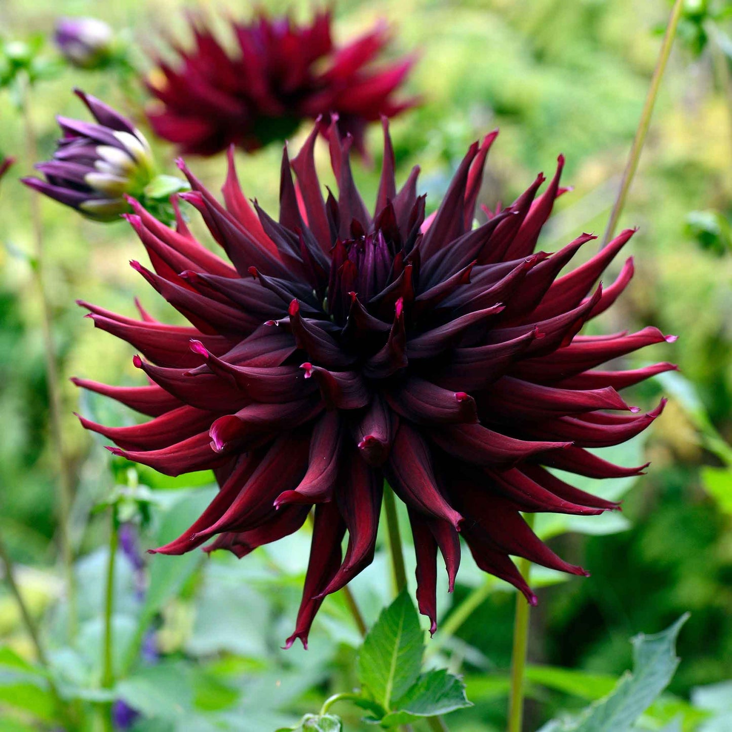 dahlia black narcissus