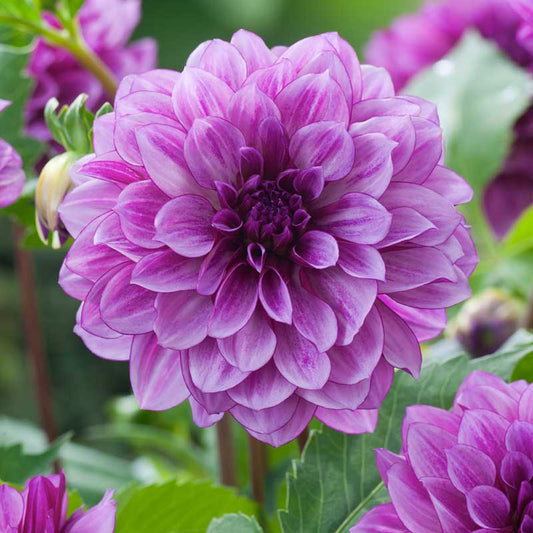 dahlia blue bell | copyright: Floramedia UK Ltd