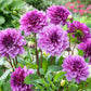 dahlia blue bell | copyright: Floramedia UK Ltd