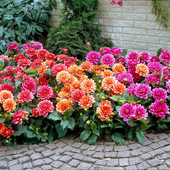 dahlia border mix