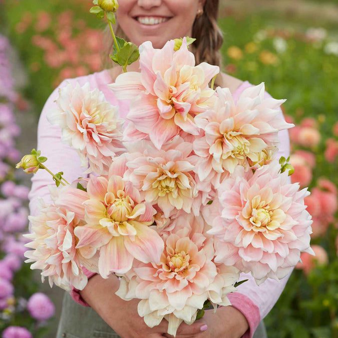 dahlia break out