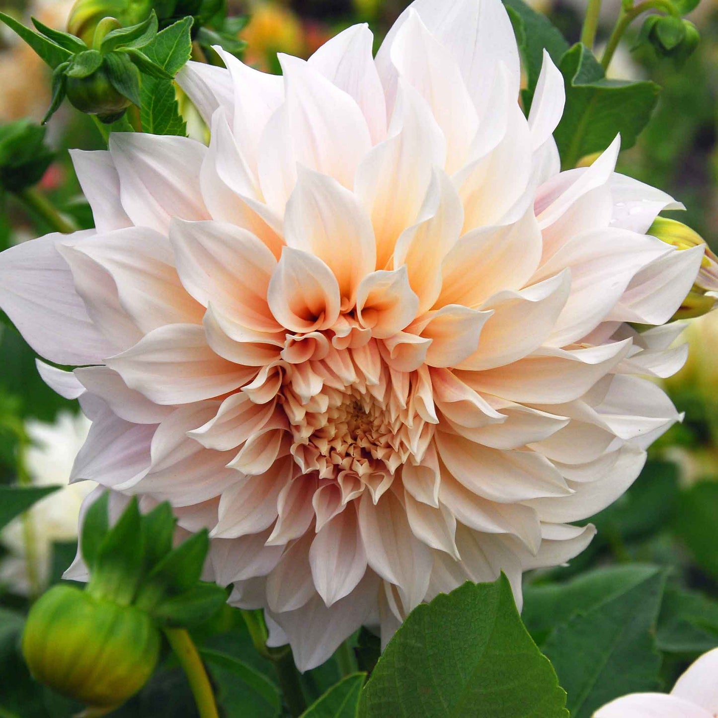 dahlia cafe au lait