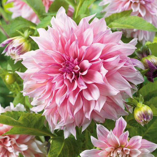 dahlia cafe au lait royal