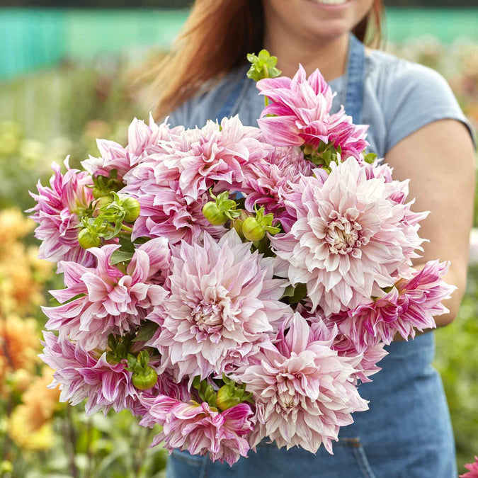 dahlia cafe au lait royal