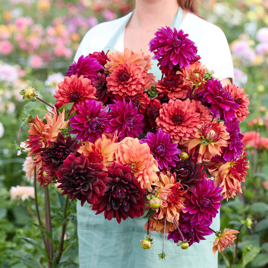 dahlia chocolate and wine mix