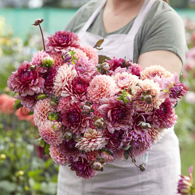 dahlia christine mix