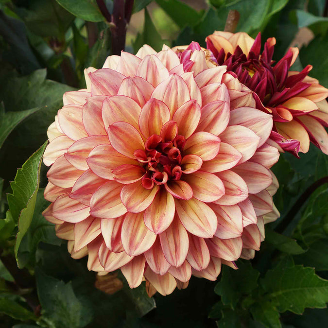 dahlia creme de cognac