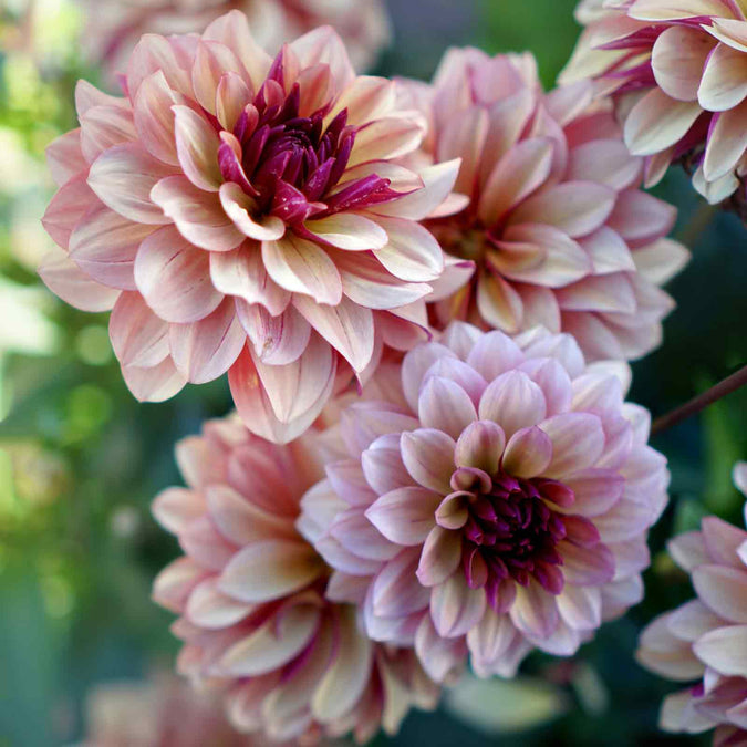 dahlia creme de cognac