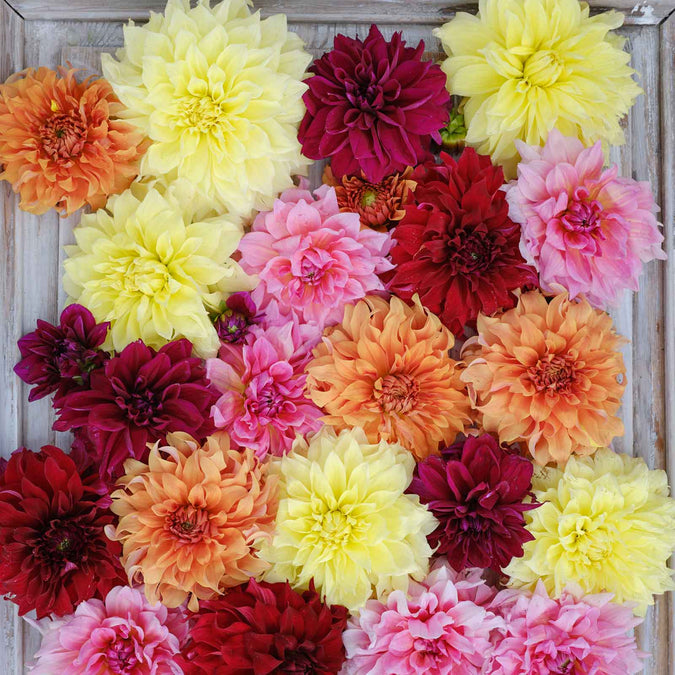 dahlia dinnerplate mix