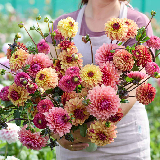 dahlia earthly shades mix