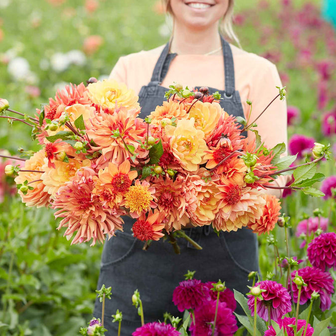 dahlia ginger spice