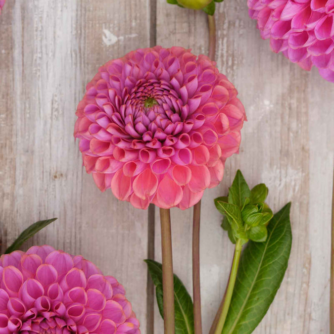 dahlia isabel