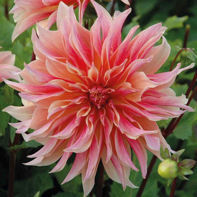 dahlia labyrinth