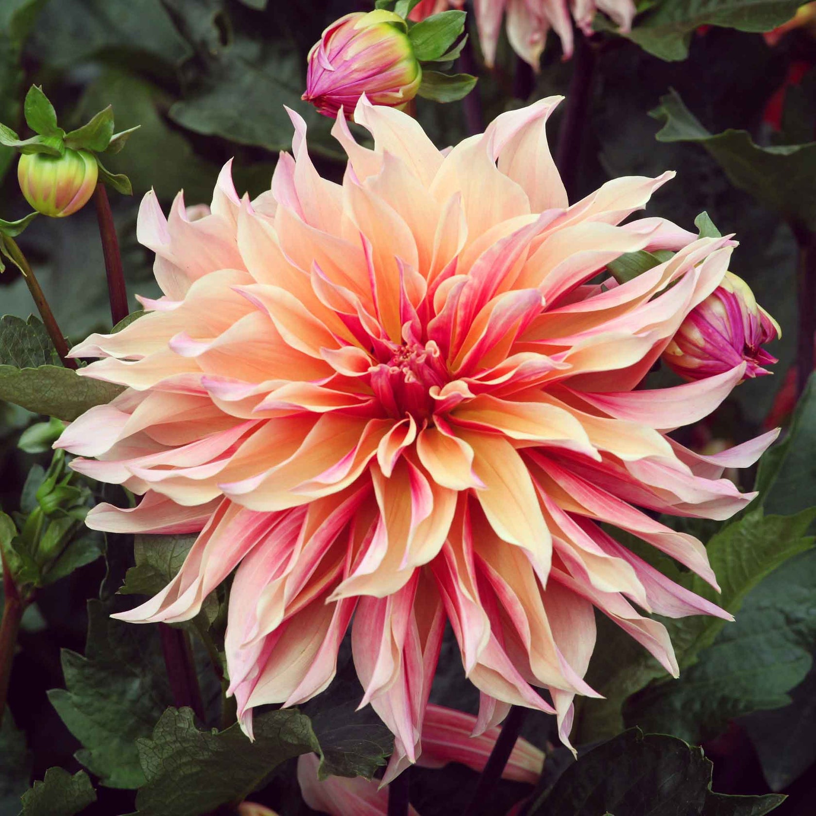 Dahlia Bulbs (Decorative) - Labyrinth | Dahlia Tubers | Eden Brothers