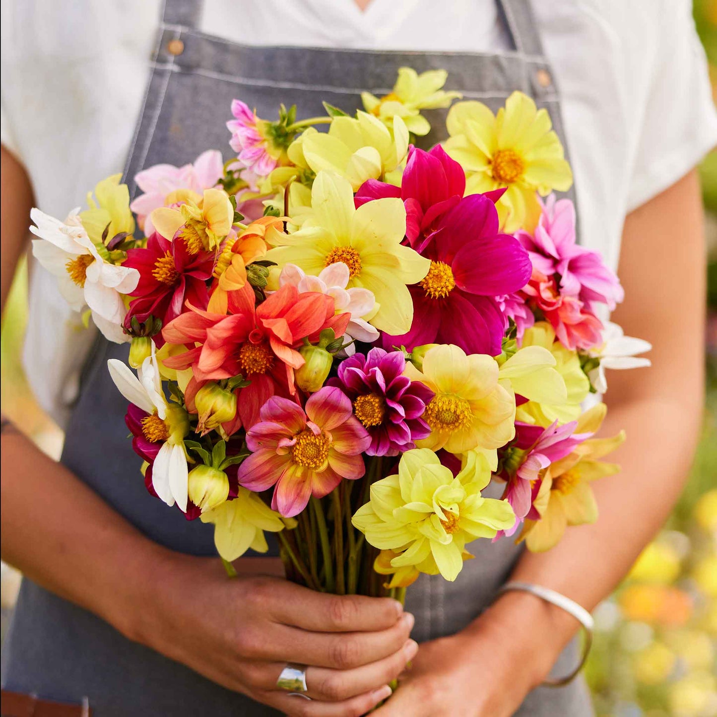 dahlia mixed mignon