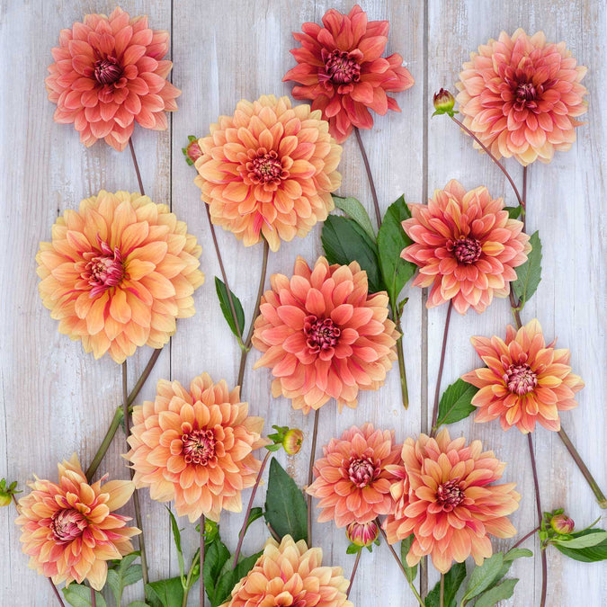 dahlia miss brandy