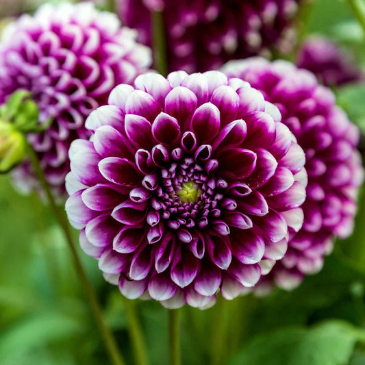 dahlia mystery day