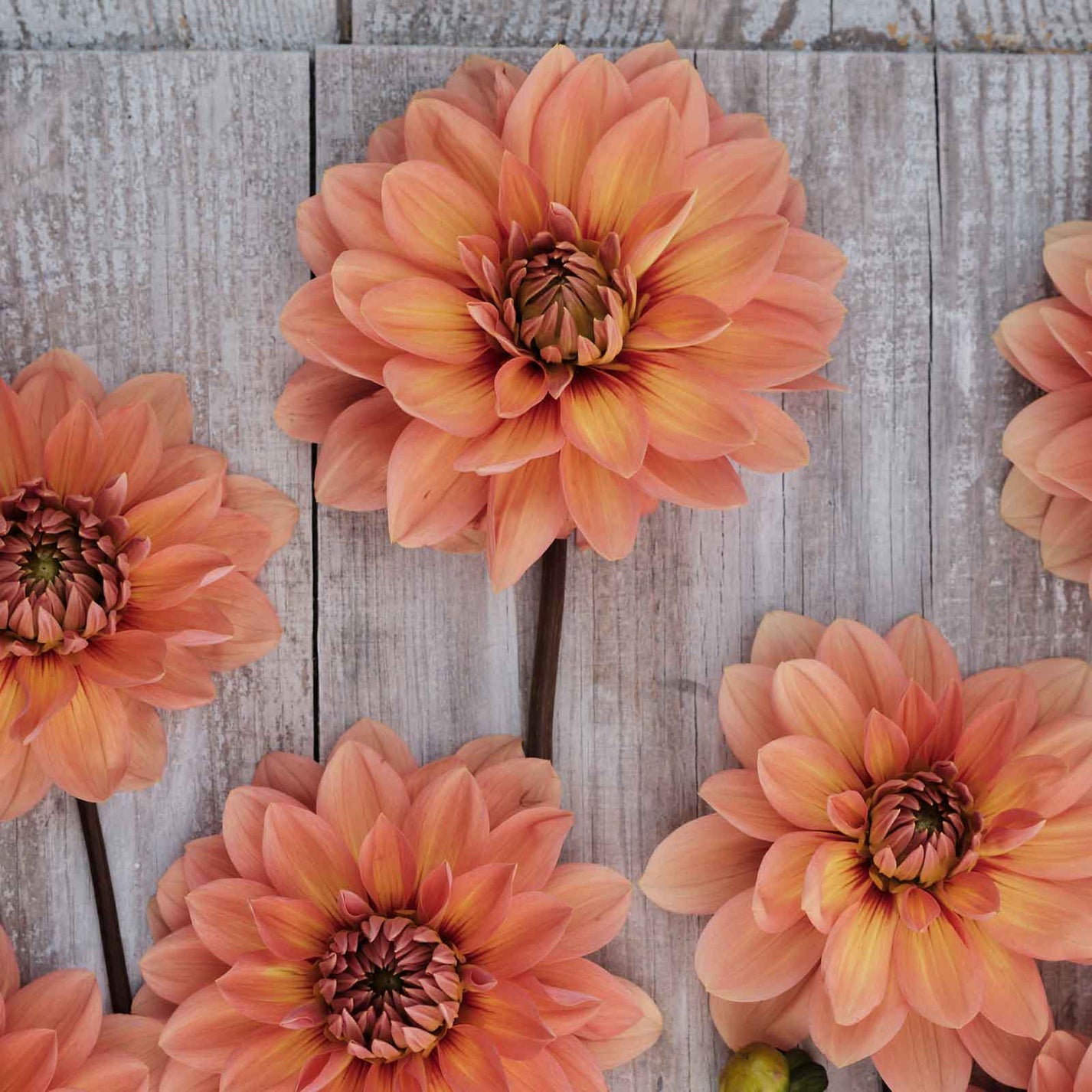 Dahlia Bulb - Nicholas | Dahlia Tubers | Eden Brothers