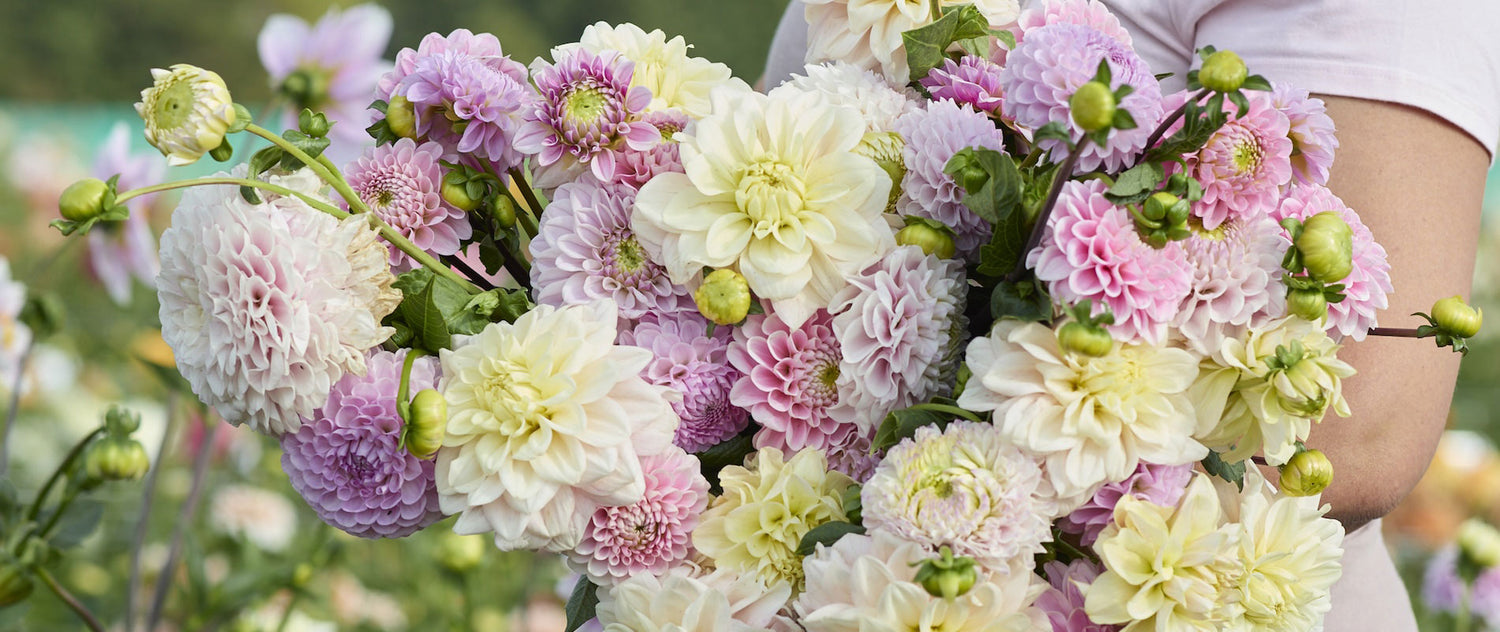 light pink and white dahlia blooms in bouquet