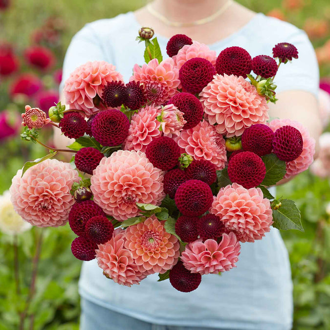 dahlia opposites attract duo