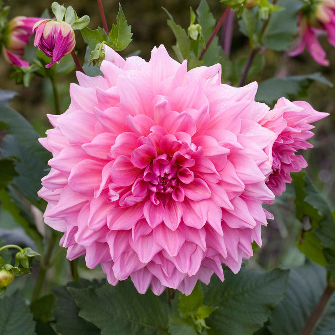 dahlia ottos thrill