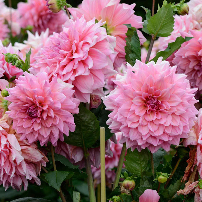 dahlia ottos thrill