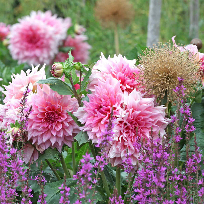 dahlias otto thrill