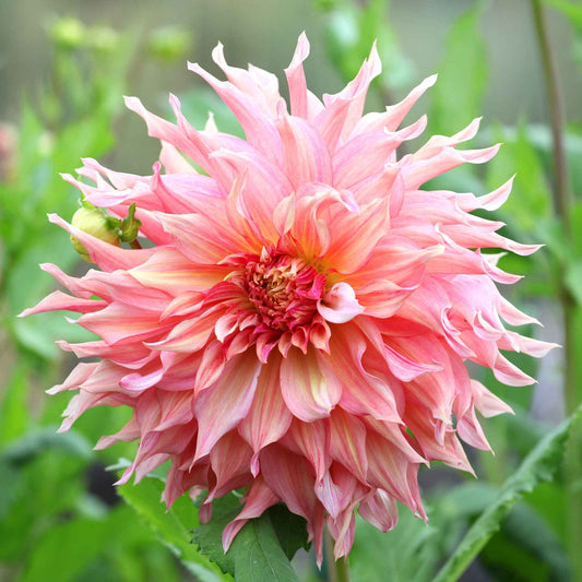 dahlia penhill watermelon