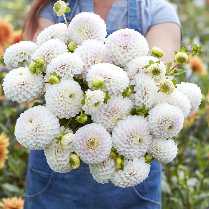 dahlia pink pearl