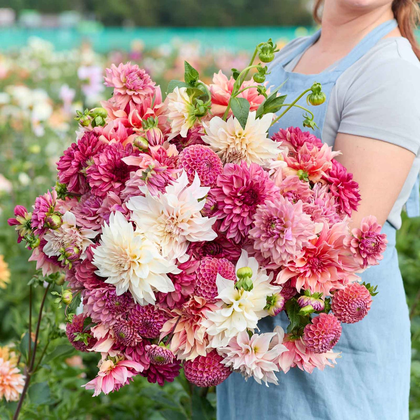 dahlia pink powerhouse mix