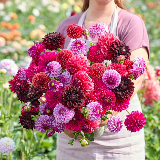 dahlia plum shades mix