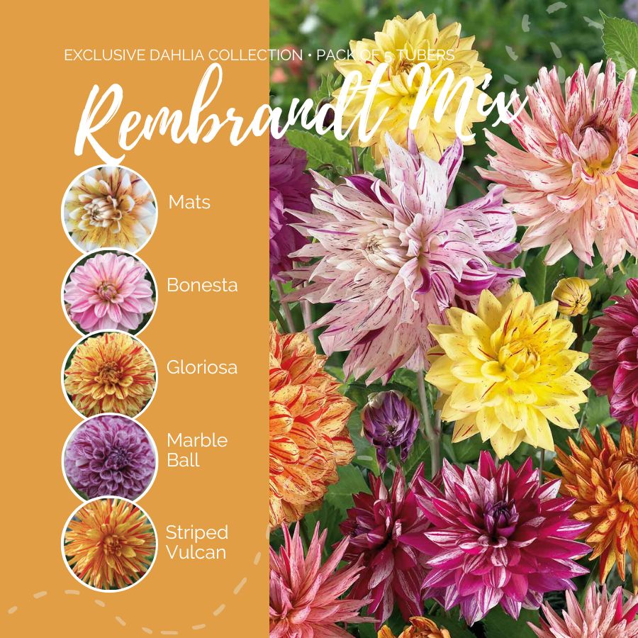 dahlia rembrandt mix contents