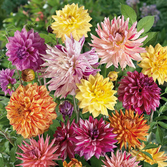 dahlia rembrandt mix