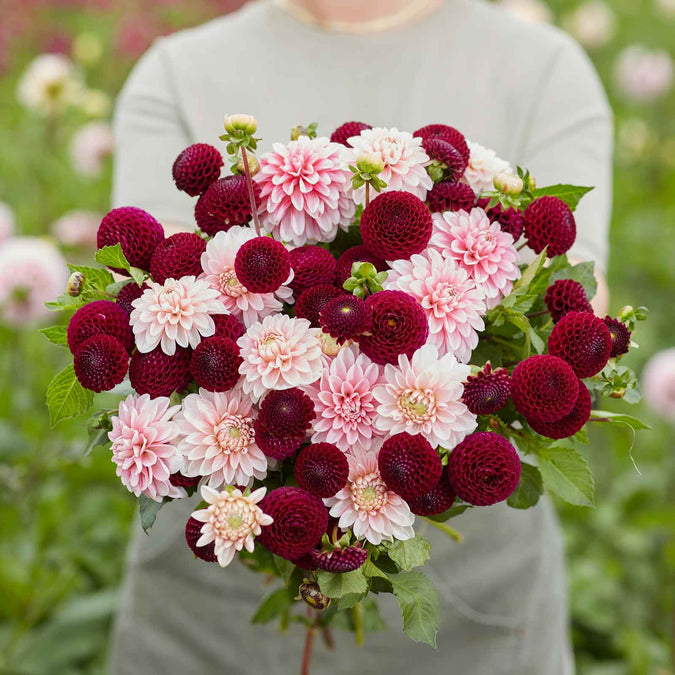 dahlia scarlet blush duo