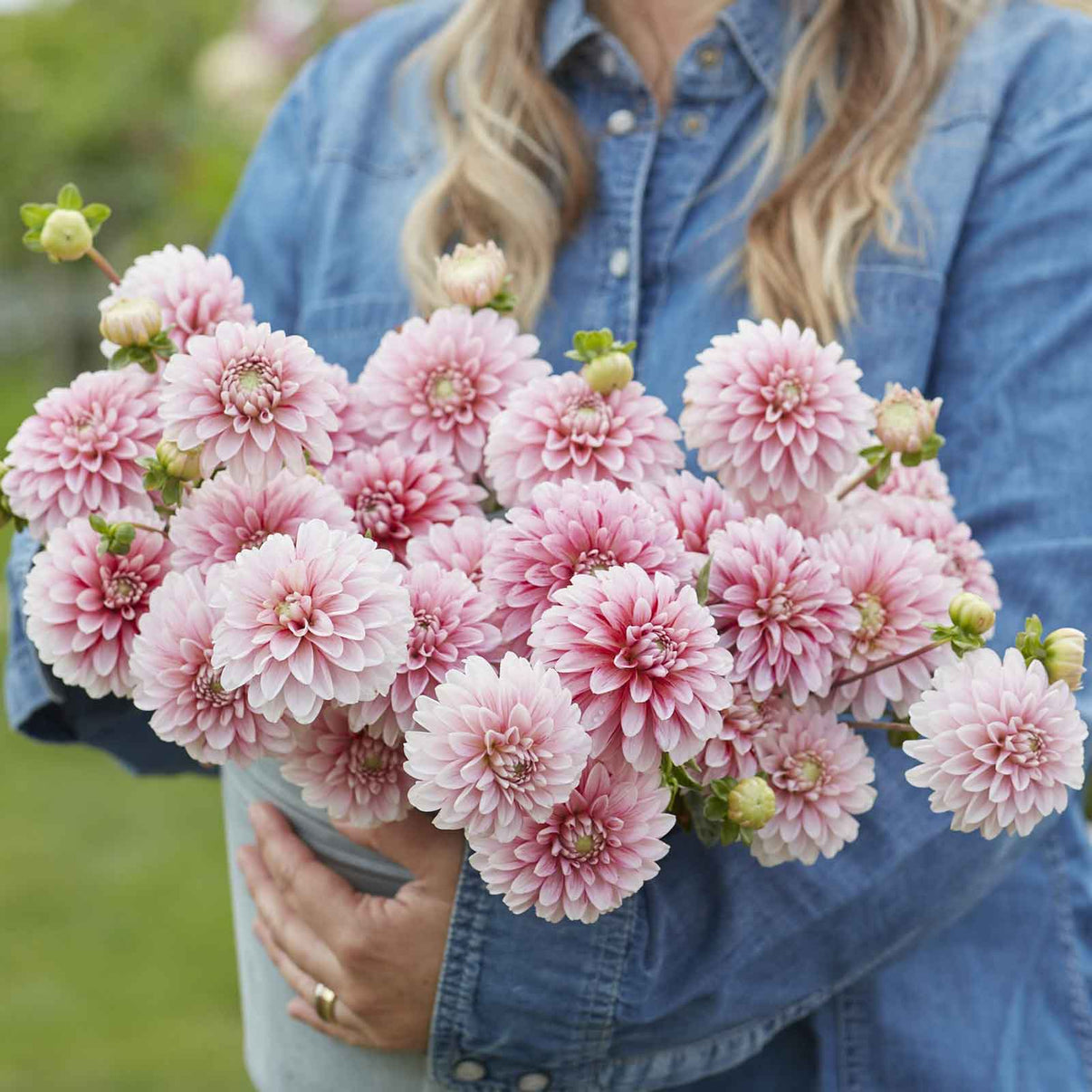 Dahlia Bulb - Strawberry and Cream | Dahlia Tubers | Eden Brothers