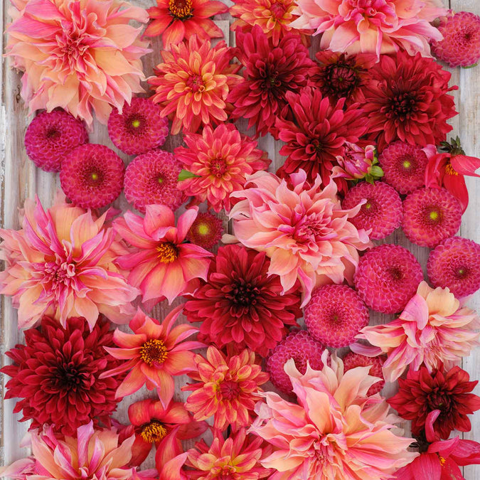 dahlia strawberry fields