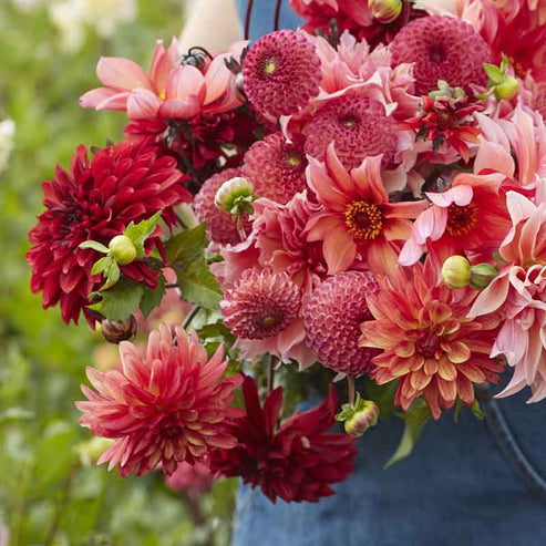 Dahlia Bulbs - Strawberry Fields Mix | Dahlia Tubers | Eden Brothers