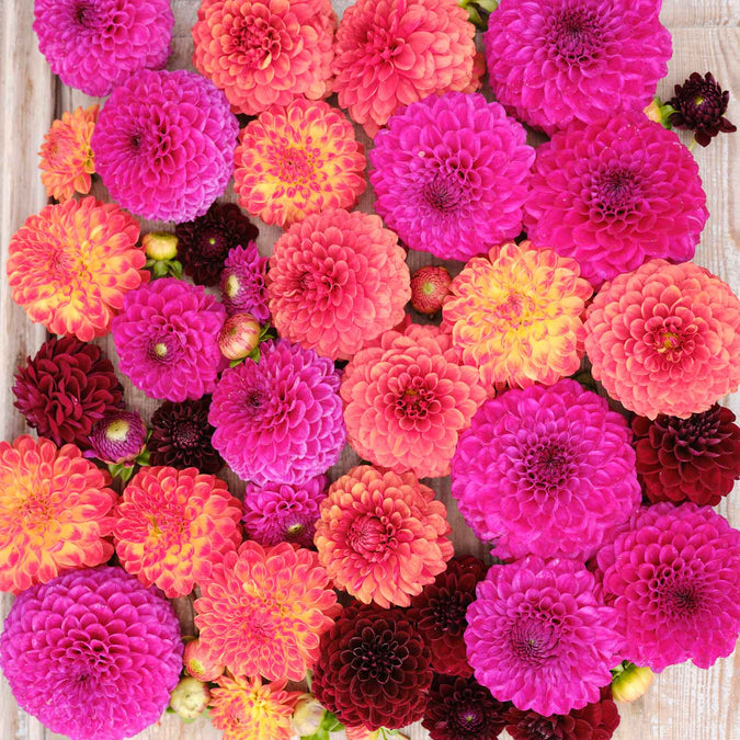 dahlia sugar puff mix