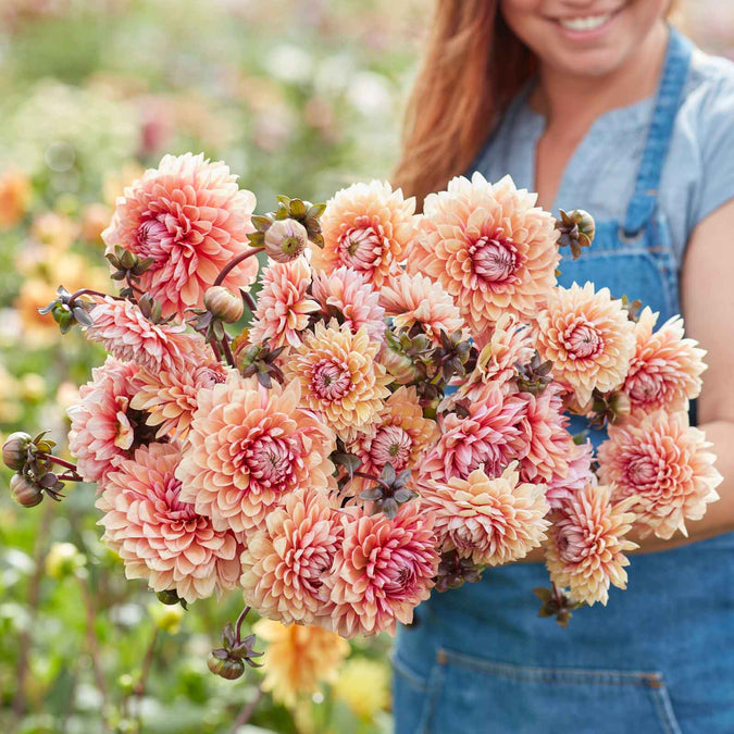 dahlia sweet sanne