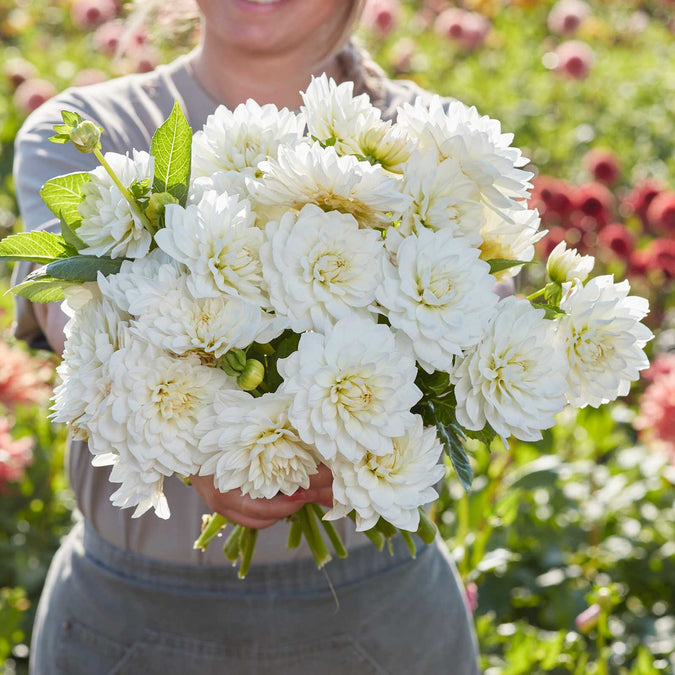 dahlia white swan