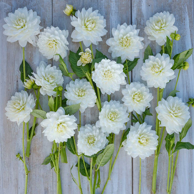 dahlia white swan