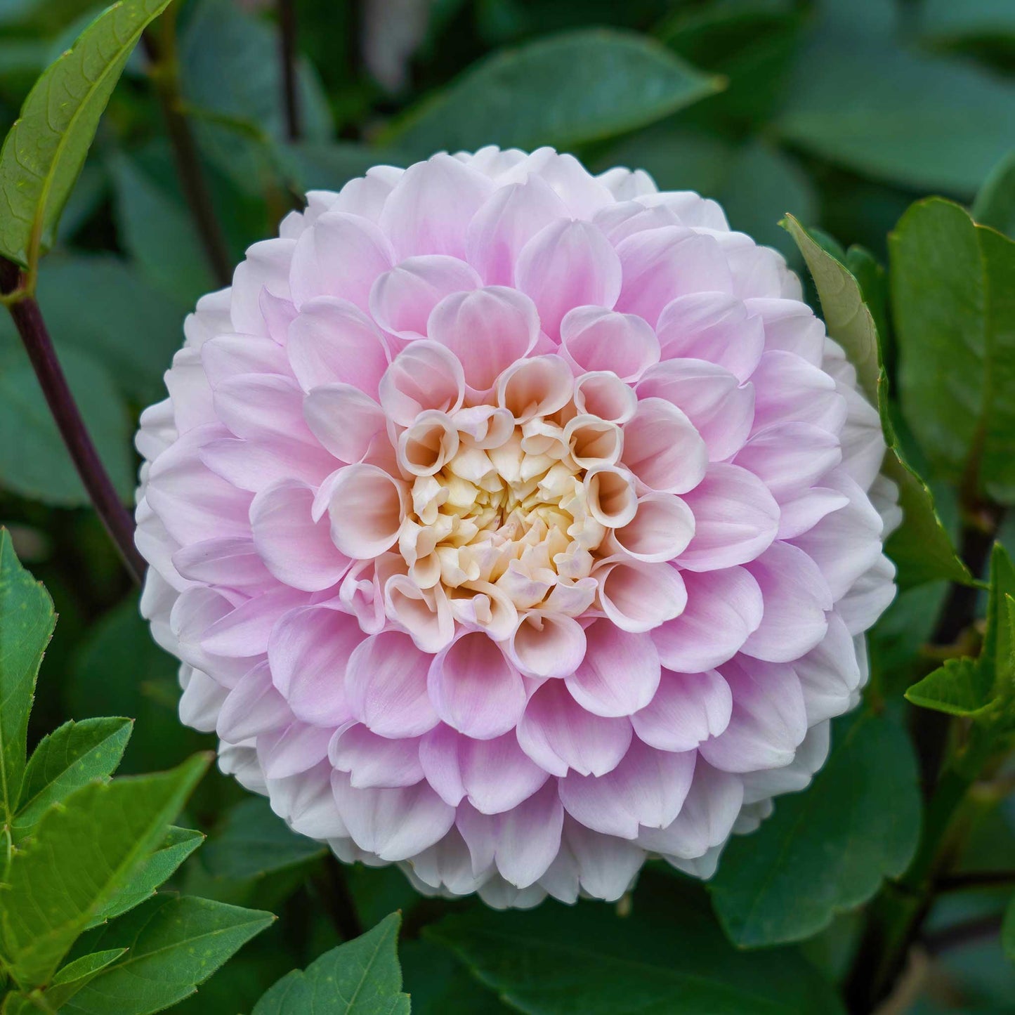 dahlia wizard of oz