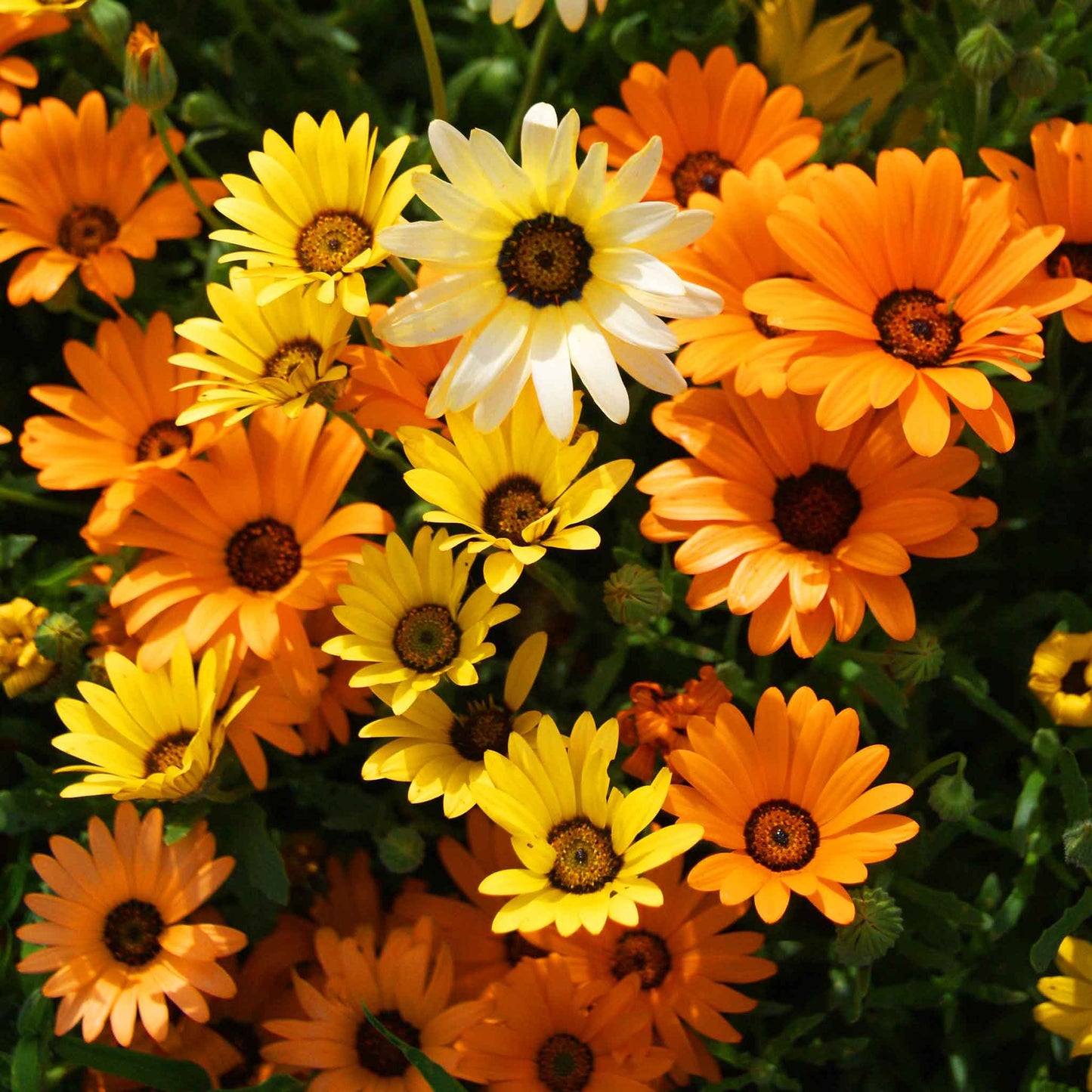 daisy african mix